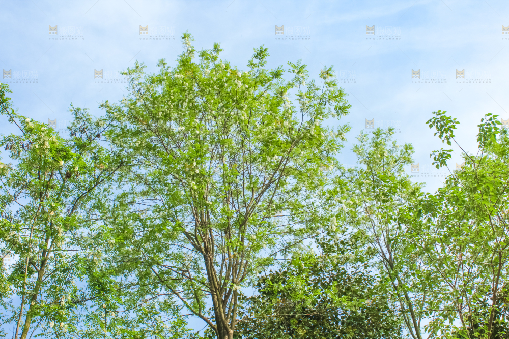 槐树槐花