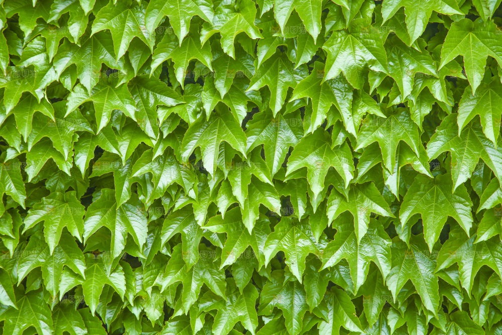 一片爬山虎