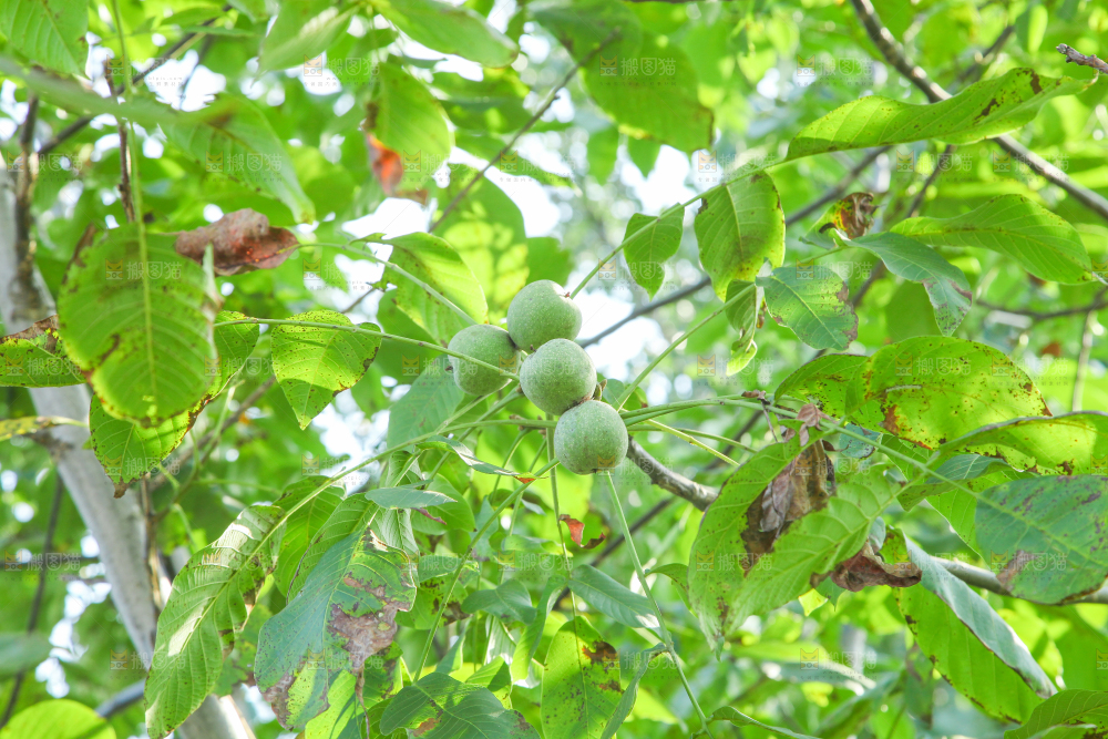 一颗核桃树