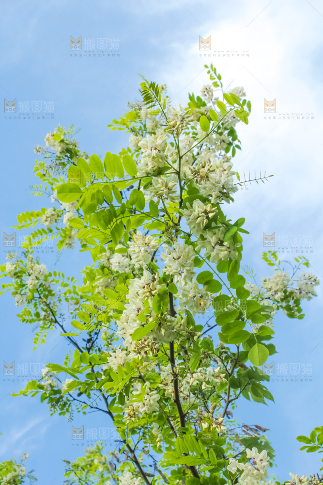 槐树槐花