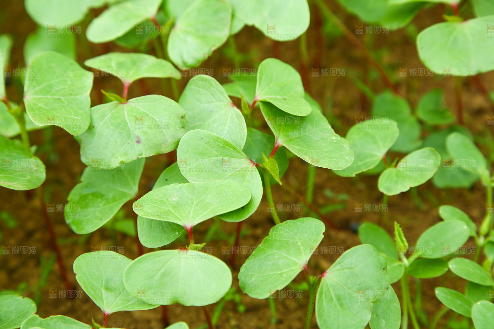 一片棉花苗