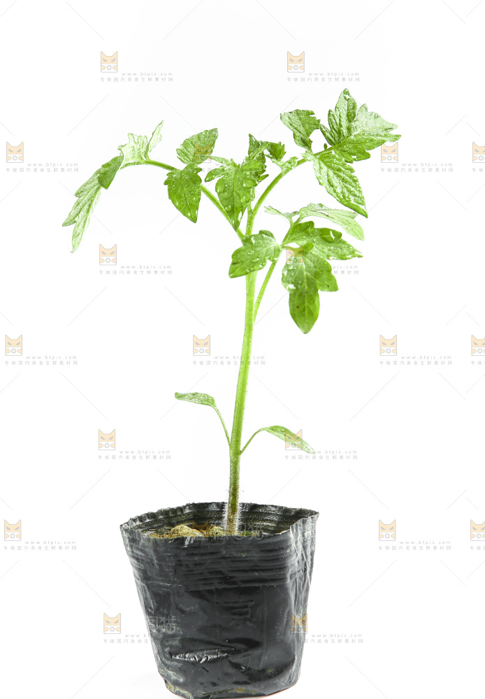 白底上的番茄苗