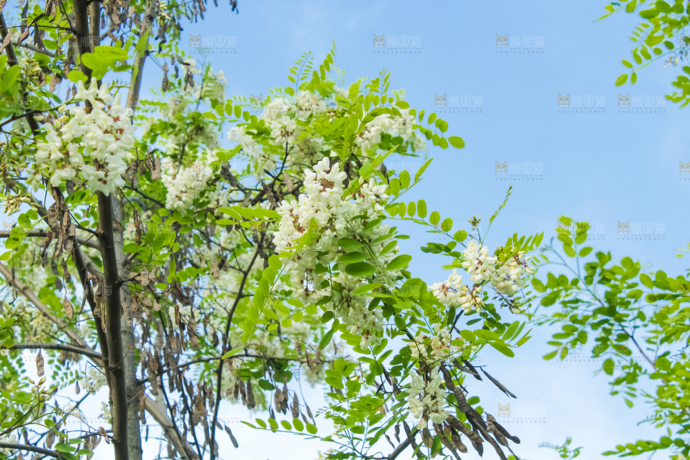槐树槐花