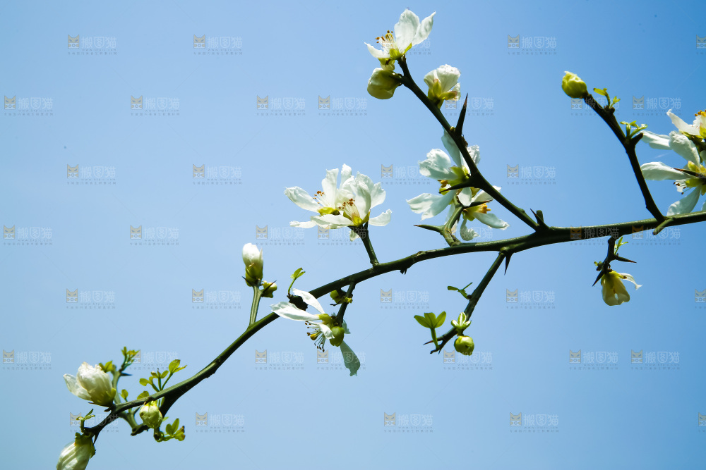 蓝天下的花朵