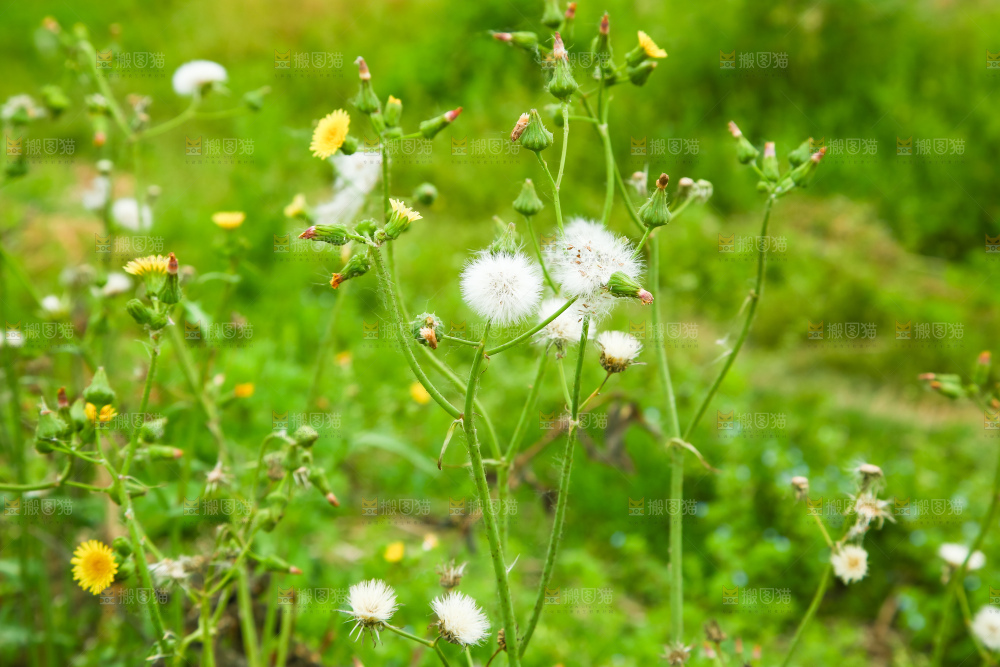 一片野草