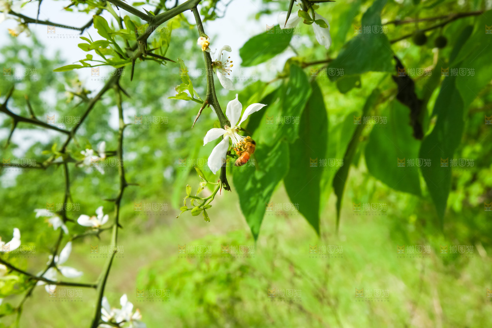 树枝上的花朵