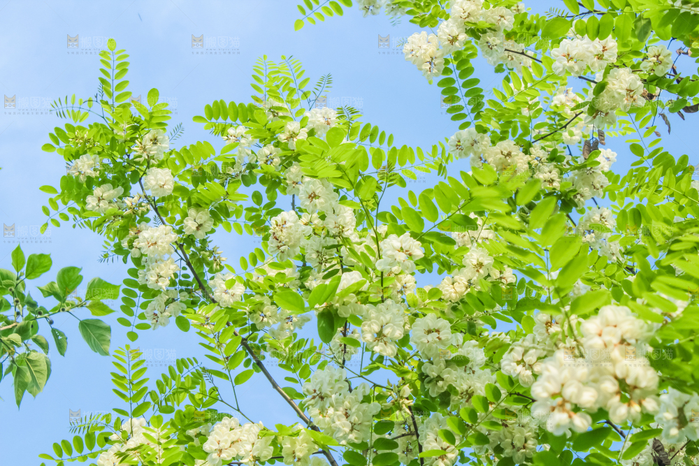 槐树槐花