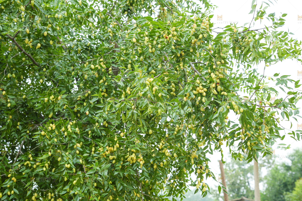 树上的枣子