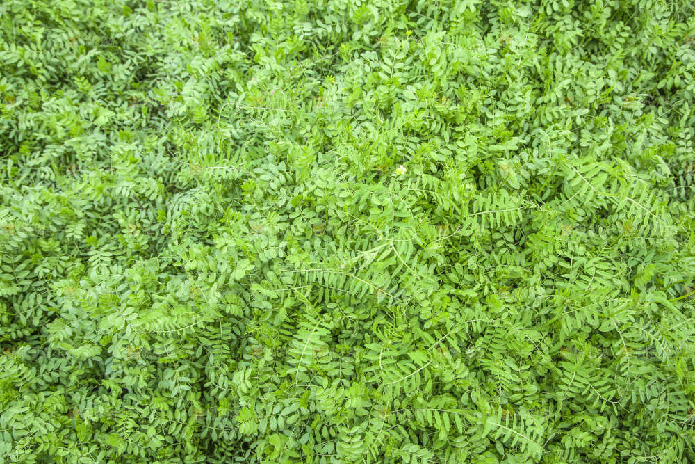 一片绿色植物