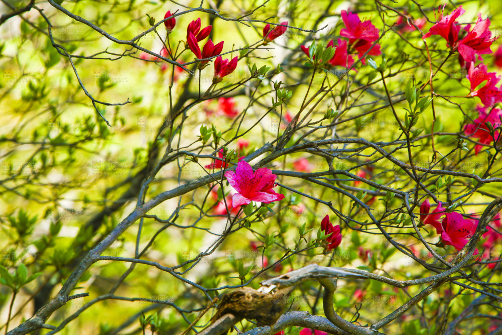 树枝上的花朵