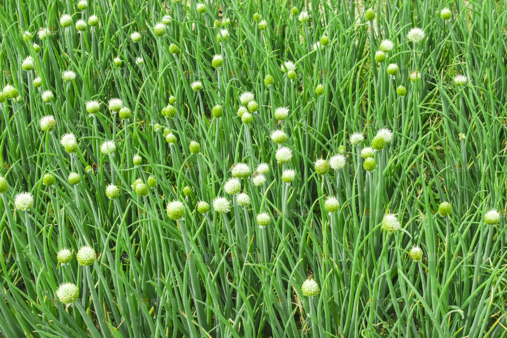 地里的大葱