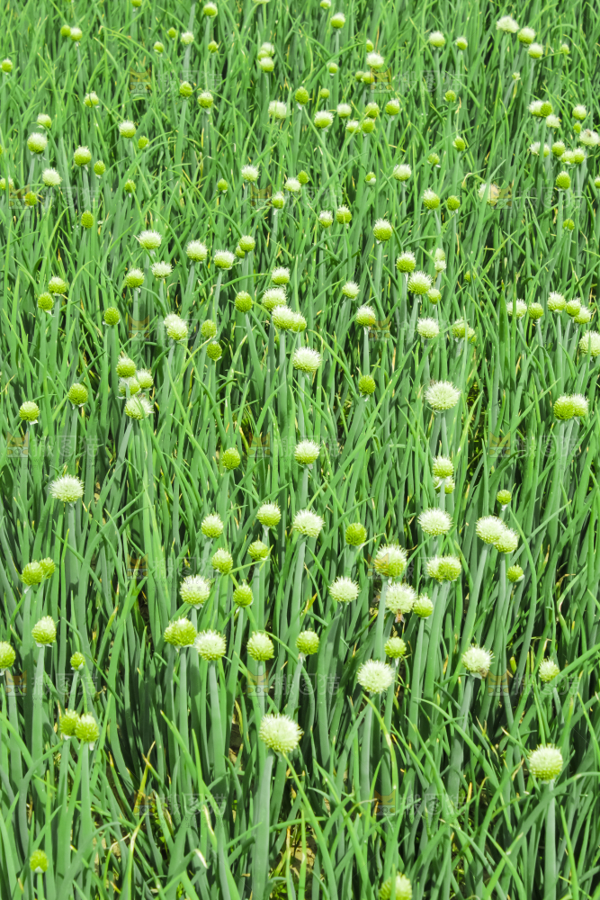 地里的大葱