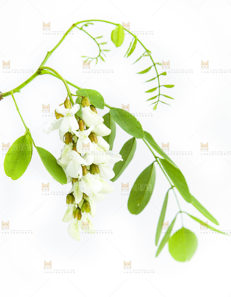 白底上的槐树花
