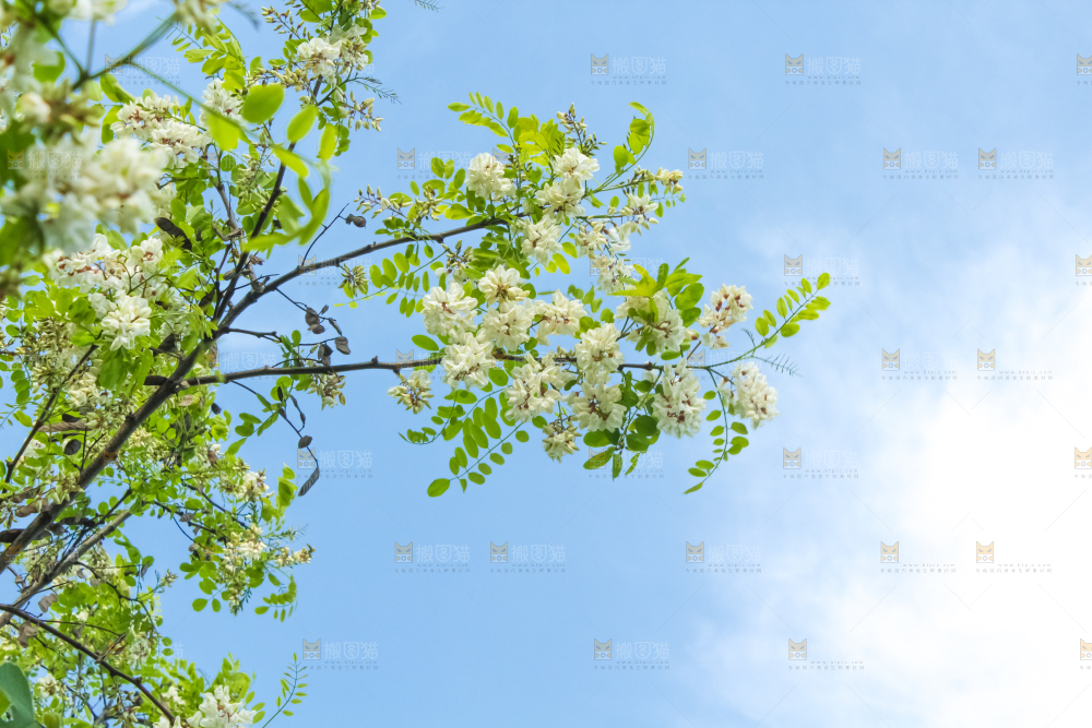 槐树槐花
