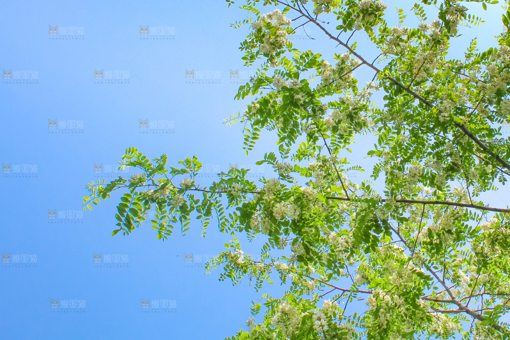 槐树槐花