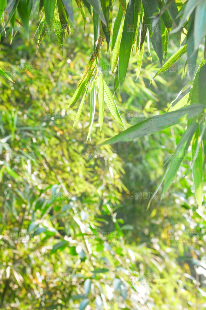一片竹林
