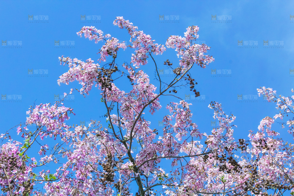 洋槐树上开着花