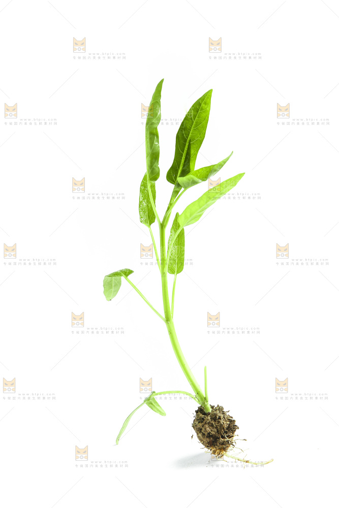 白底上放着空心菜苗