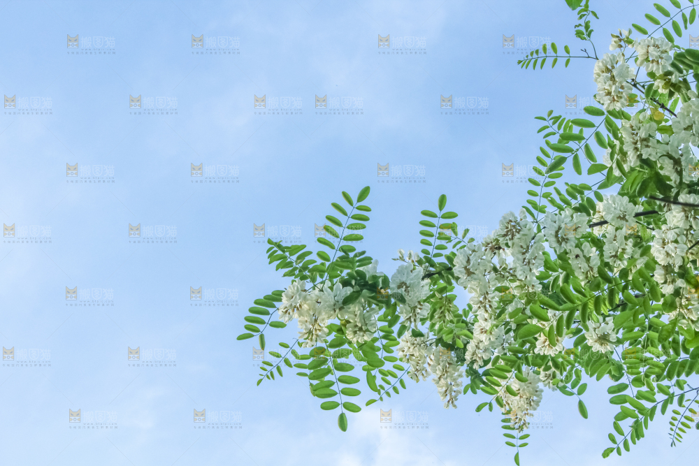 槐树槐花