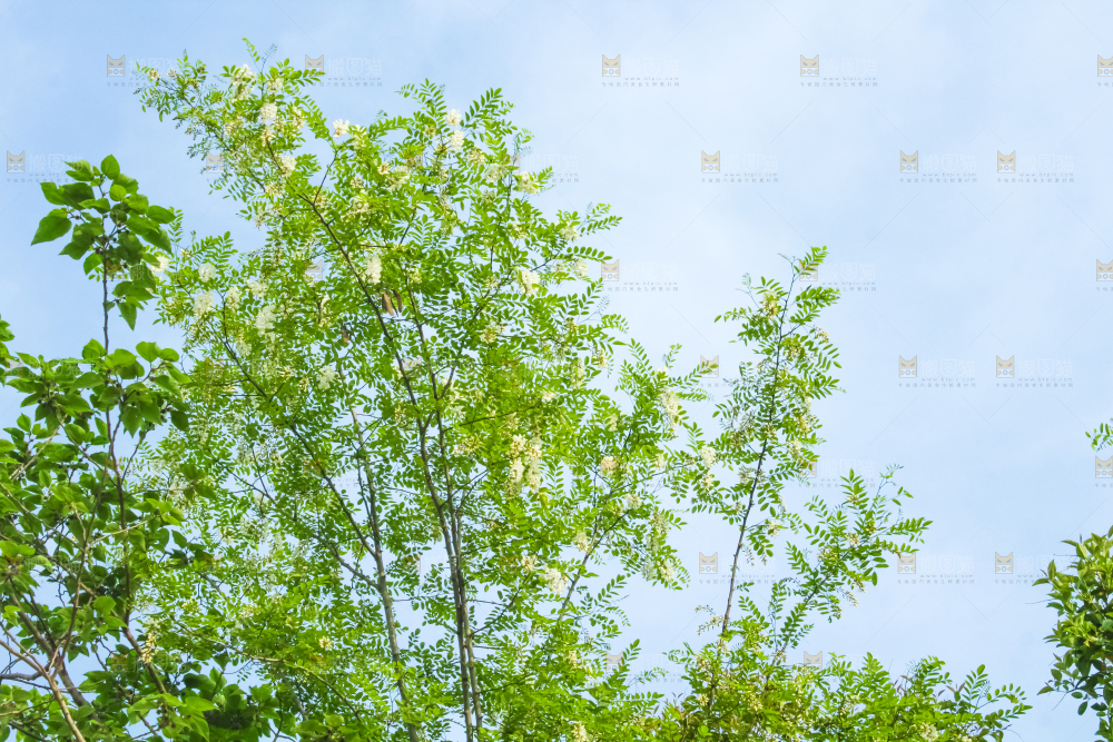 槐树槐花