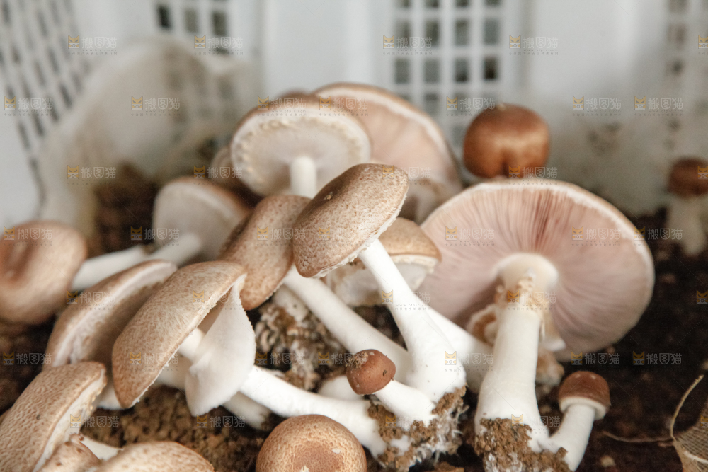 土里的蘑菇