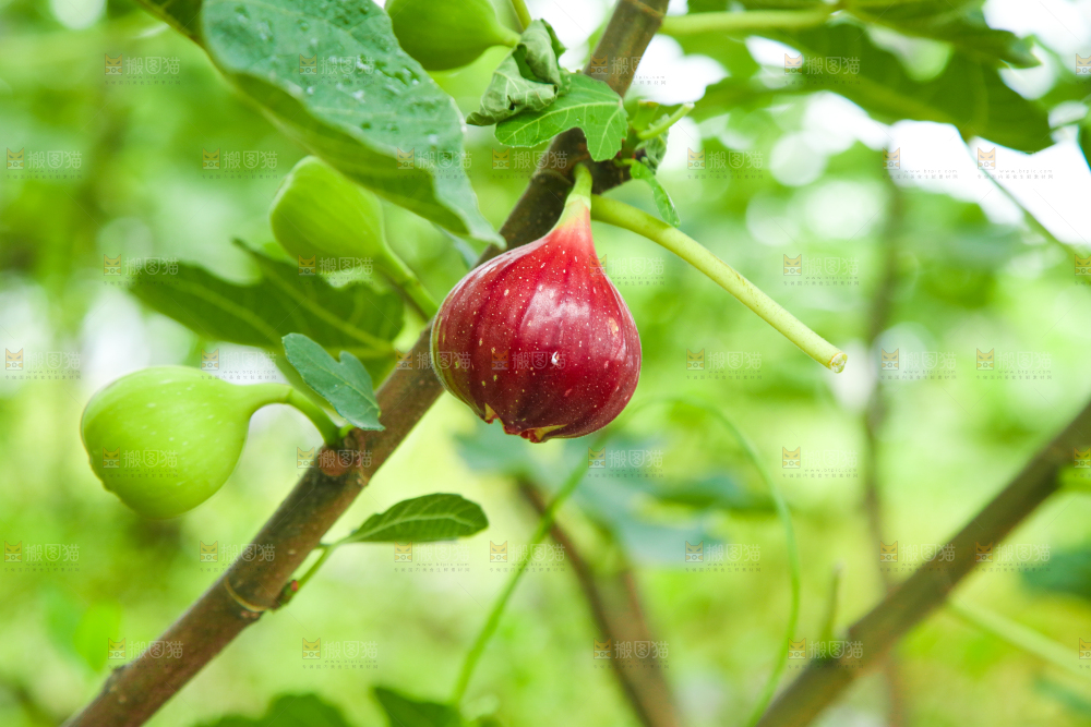 户外的无花果树