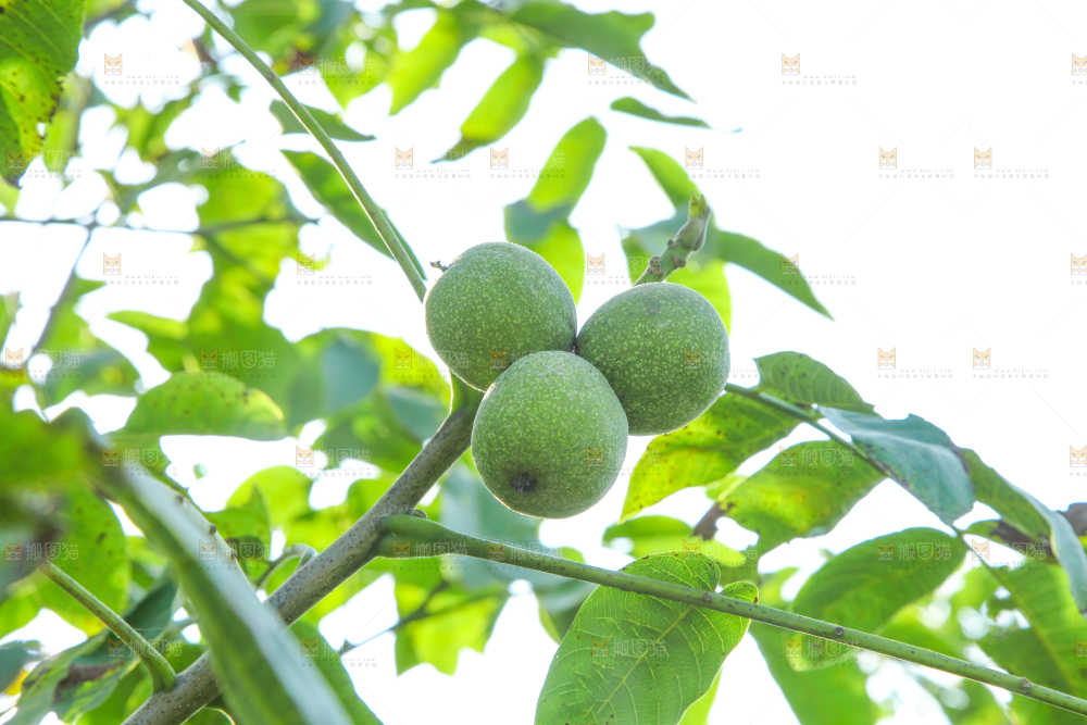 一颗核桃树