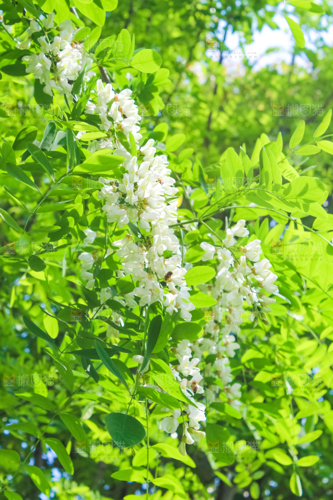 槐树槐花