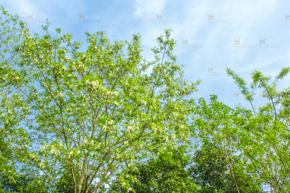 槐树槐花