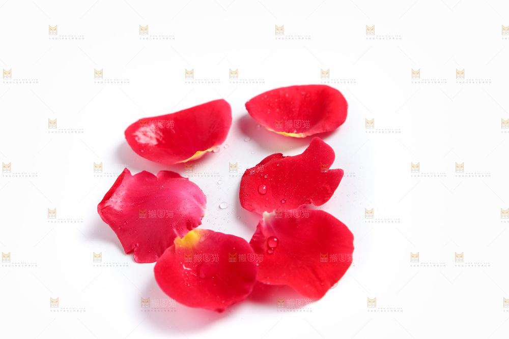 白底上的玫瑰花瓣