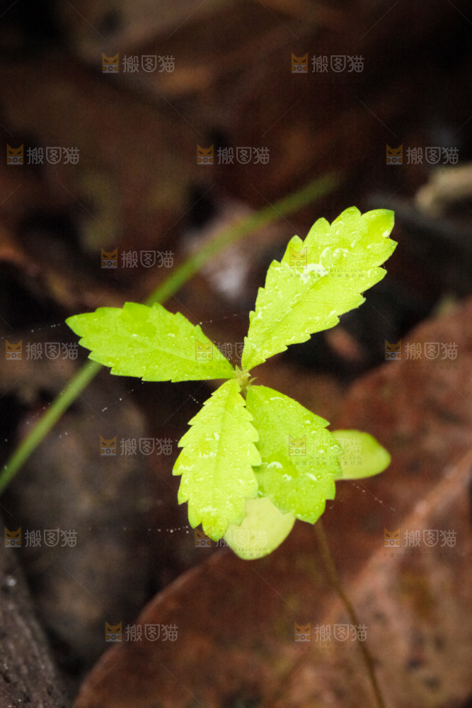 户外的杂草