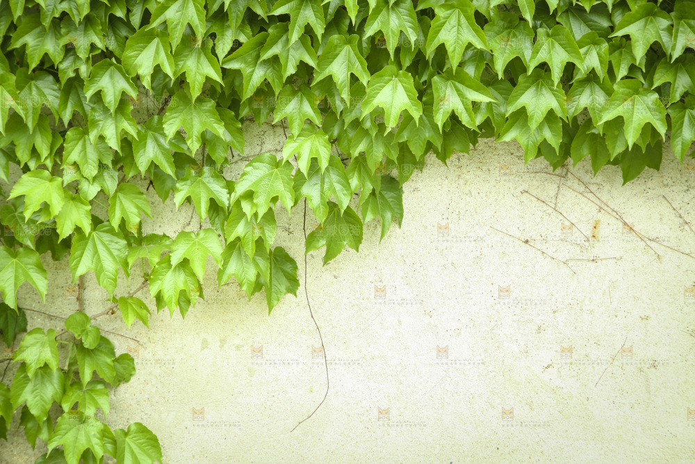 墙上的爬山虎