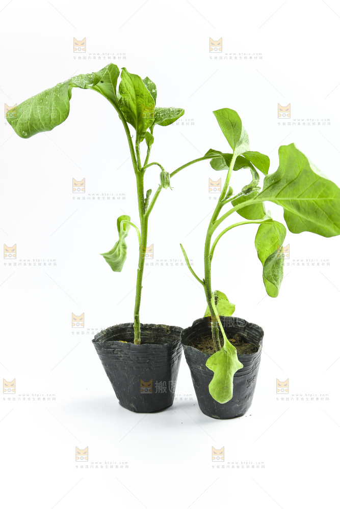 白底上放着茄子苗
