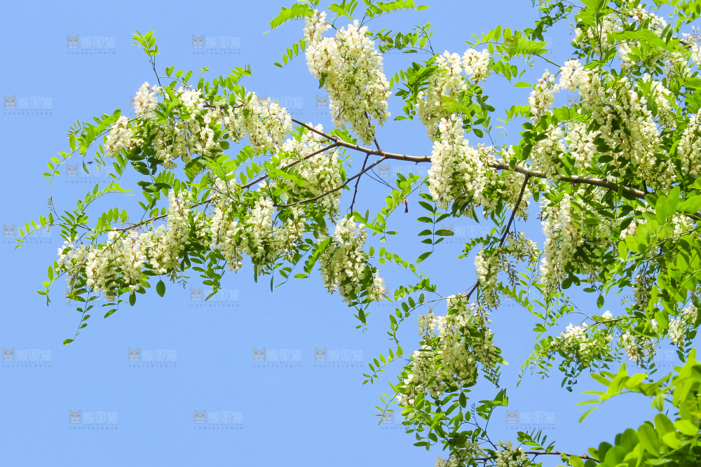 槐树槐花