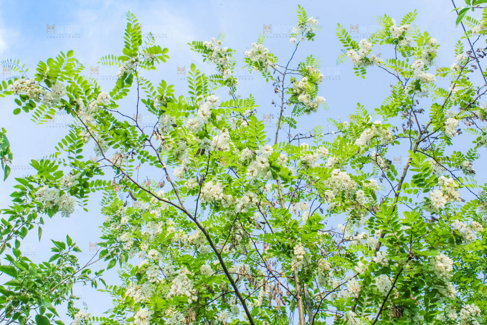 槐树槐花