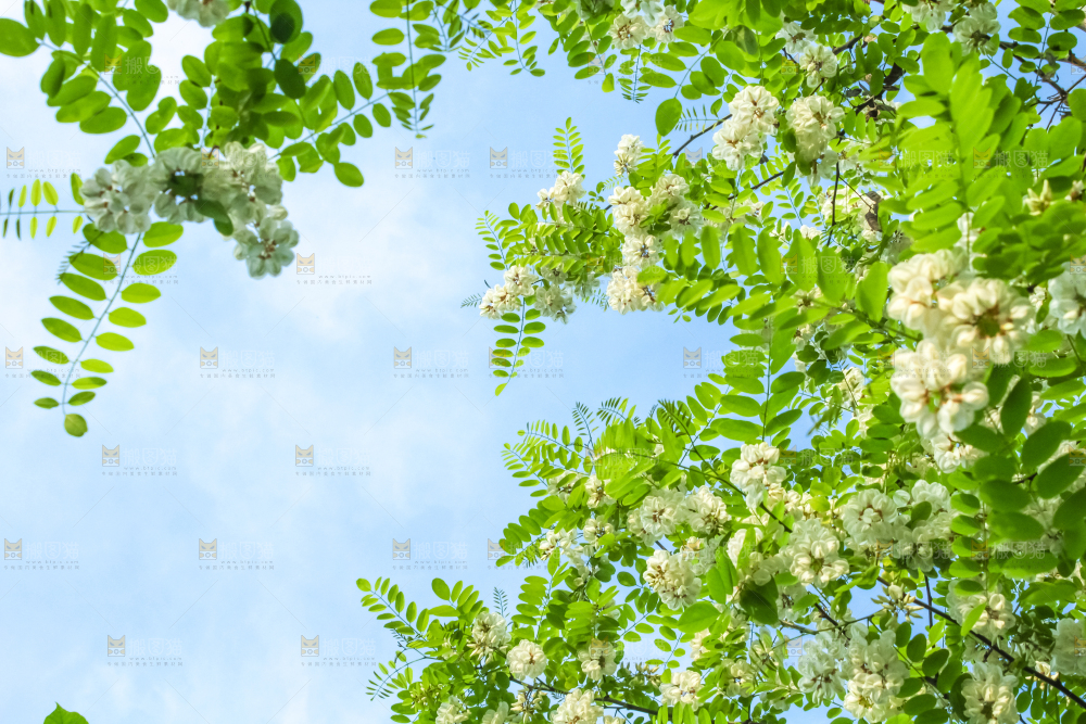 槐树槐花