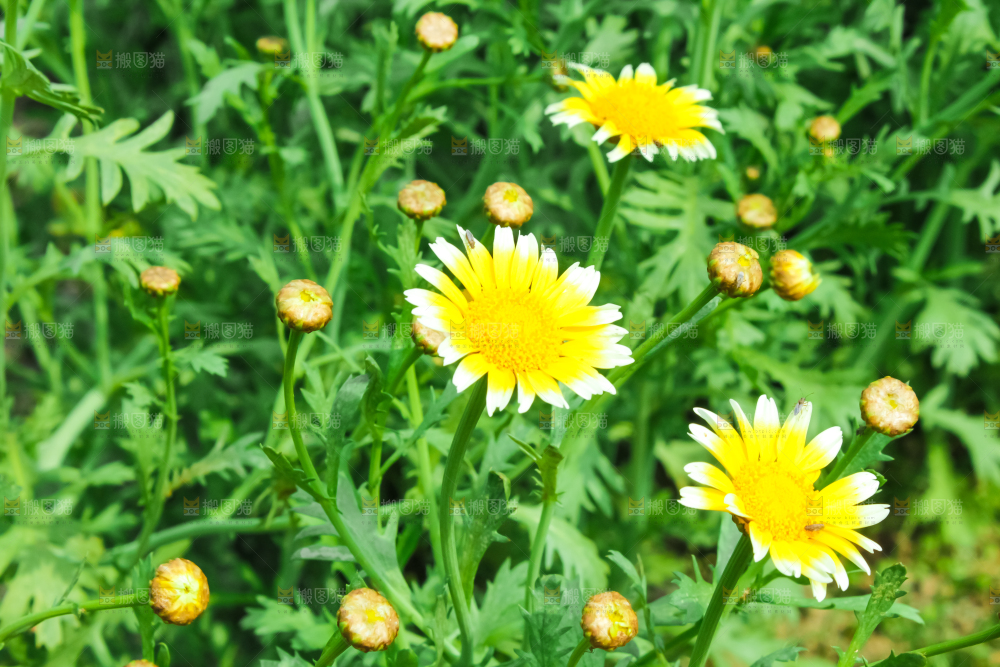 菜园里的茼蒿