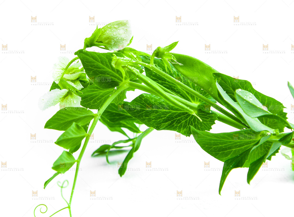 白底上的豌豆叶