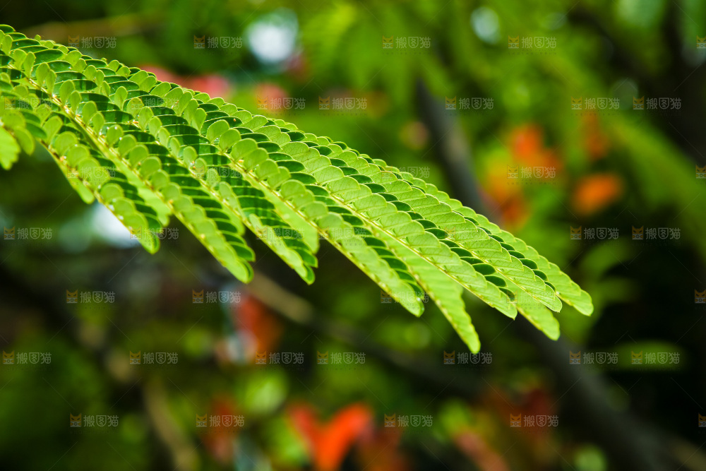 合欢树绿植