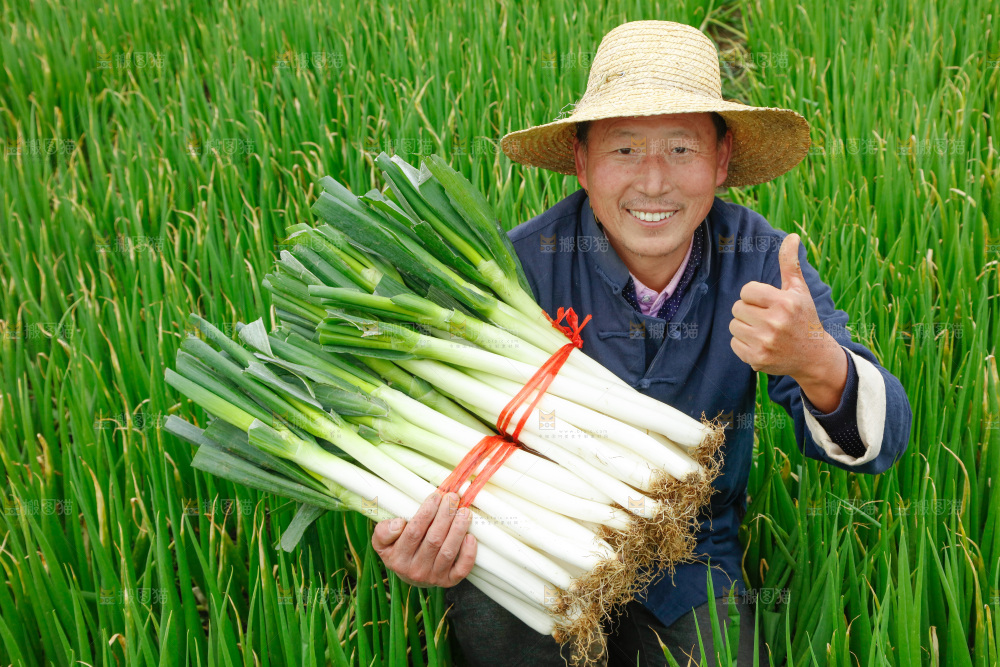 农民手里拿着大葱