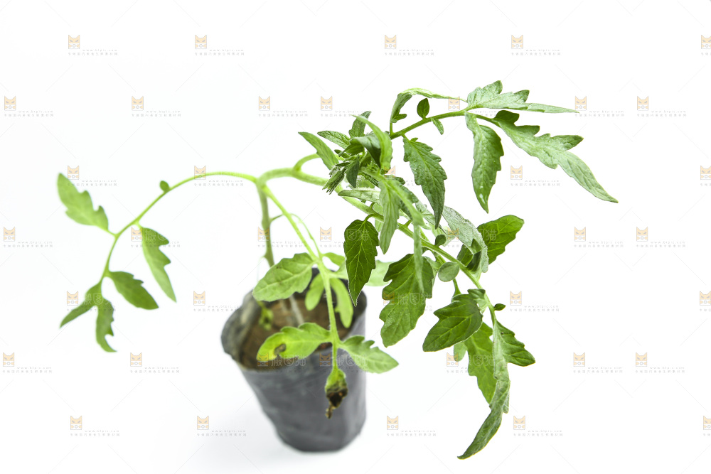 白底上放着番茄苗
