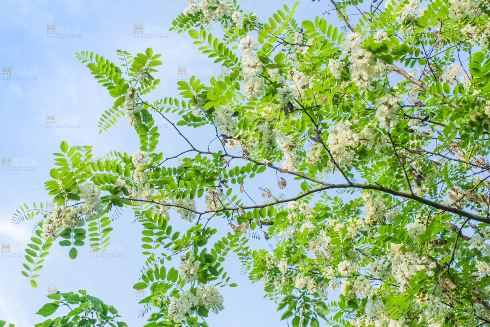 槐树槐花