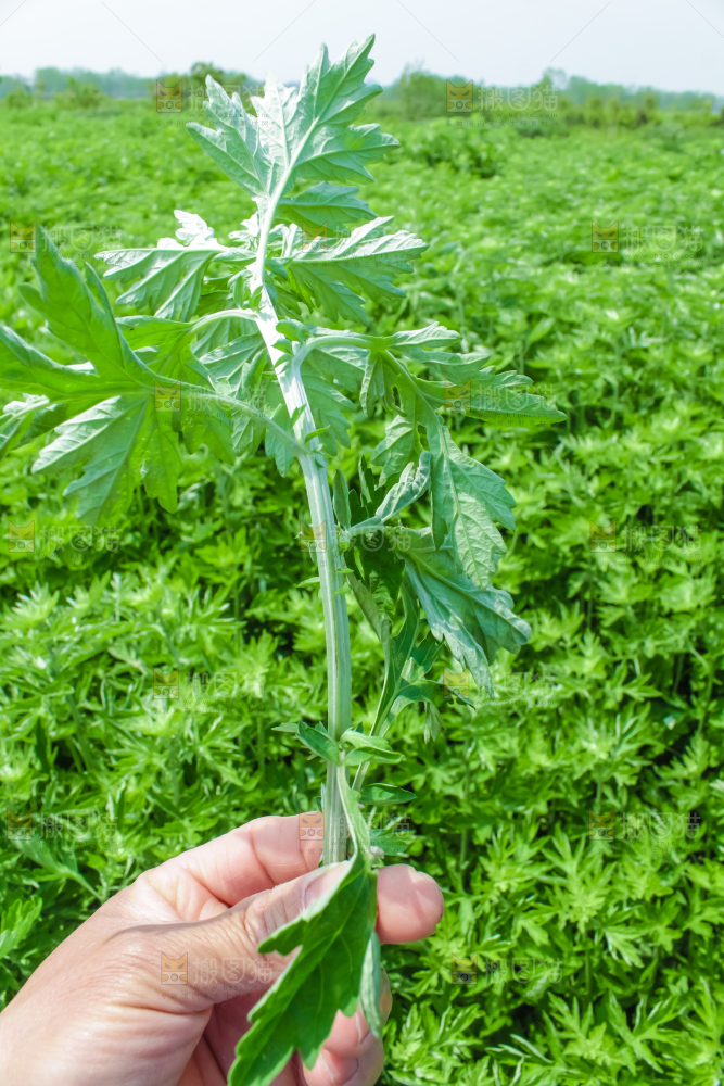 一片艾蒿
