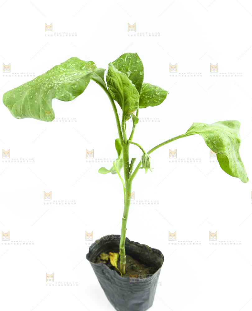 白底上放着茄子苗