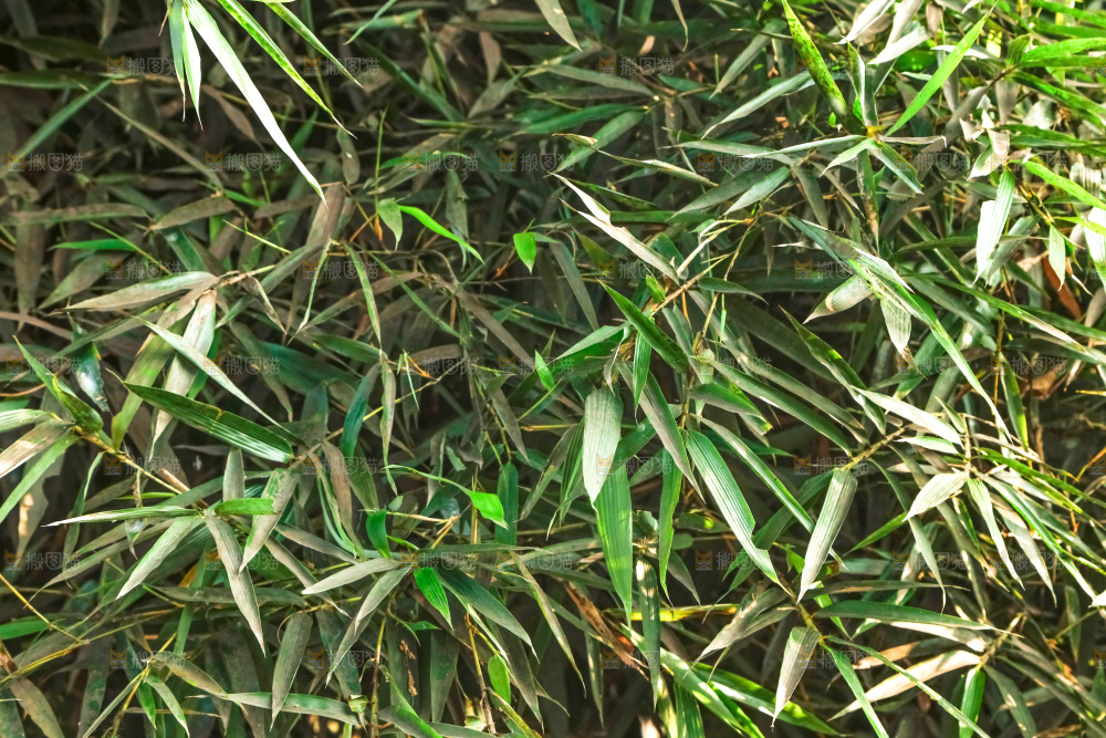 一片竹林