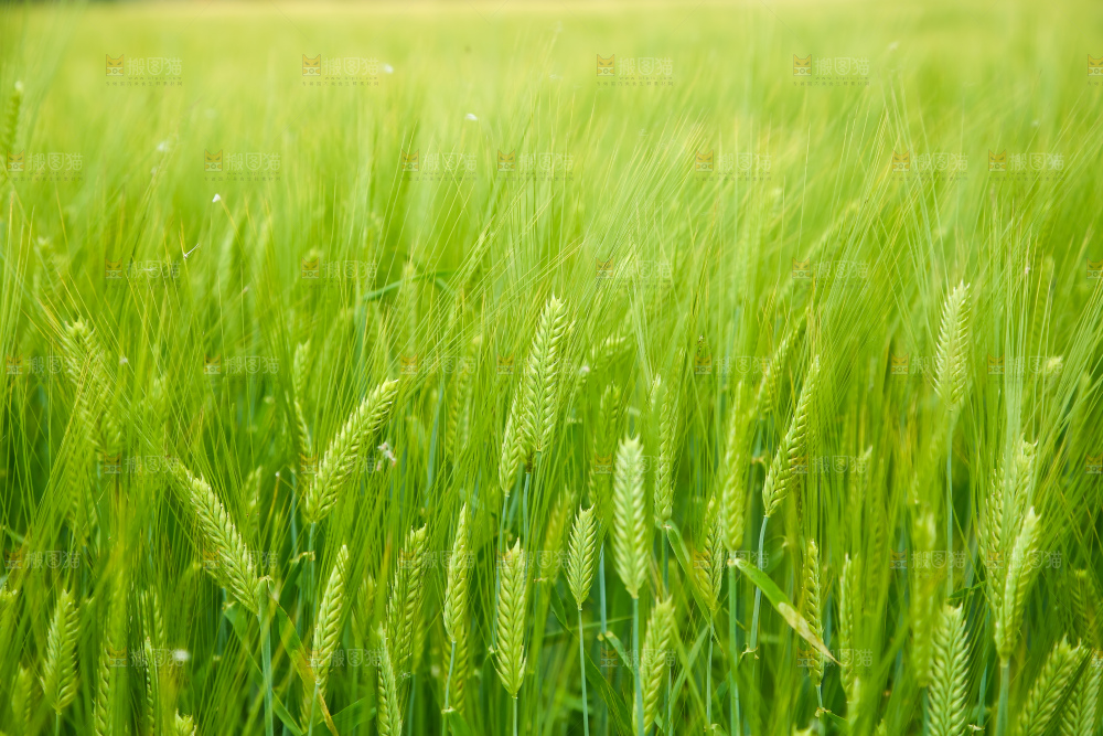 一片麦田