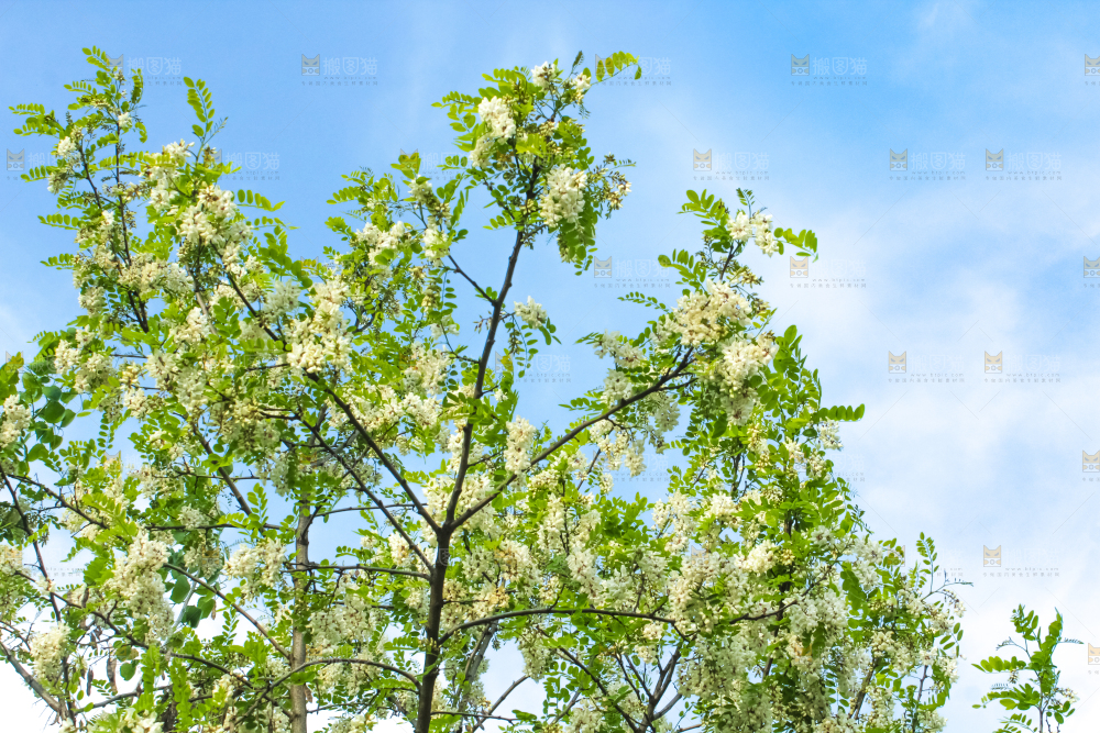 槐树槐花