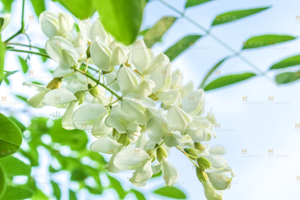 槐树槐花