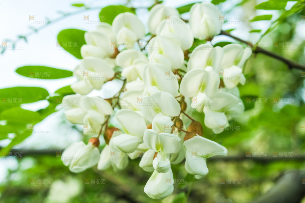 槐树槐花
