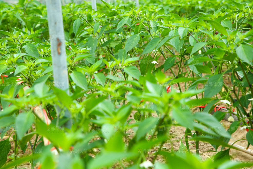 辣椒大棚种植